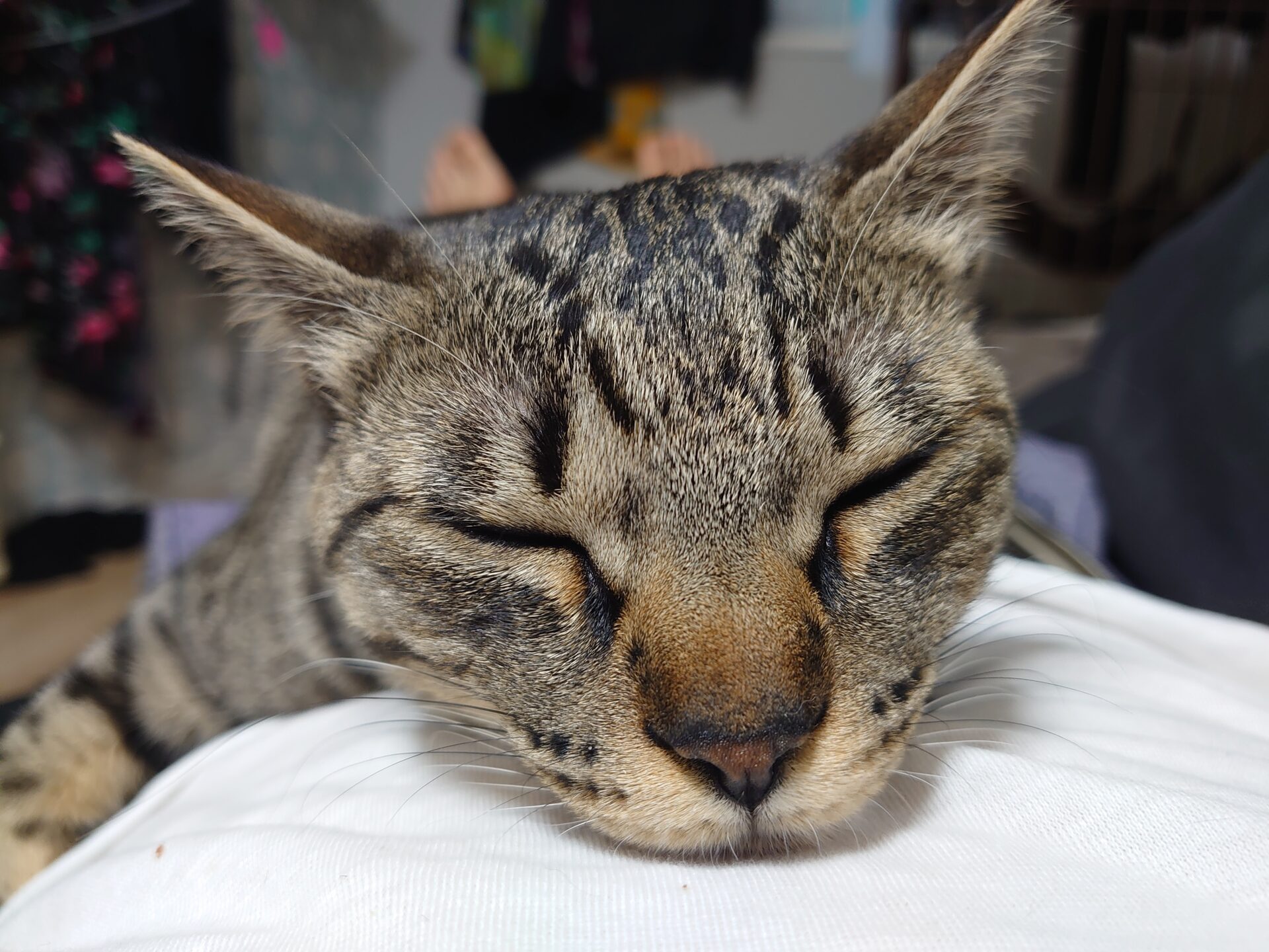 仕事以外はネコ中心の生活